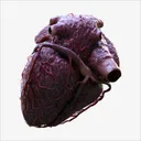 3D Heart Anatomy app icon