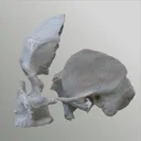 3D Osteology app icon