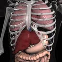 Anatomy 3D - Organs app icon