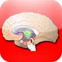 Anatomy Atlas app icon