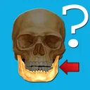 解剖学クイズ app icon