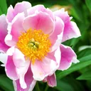 Armitage’s Great Garden Plants app icon