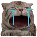 Cute Cat Meme app icon