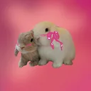 Cute Rabbit Meme app icon