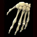 Human Anatomy Study Guide app icon
