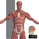Visual Anatomy app icon