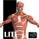Visual Anatomy Lite app icon