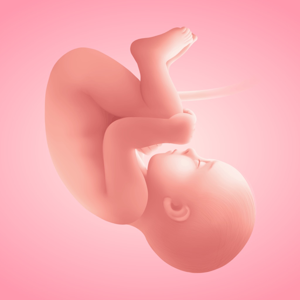 Pregnancy Tracker・App by Moms app icon captured 2026-08-14