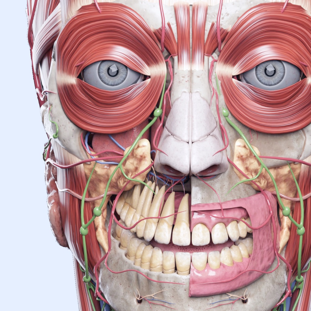 VOKA 3D Anatomy & Physiology app icon captured 2026-08-14