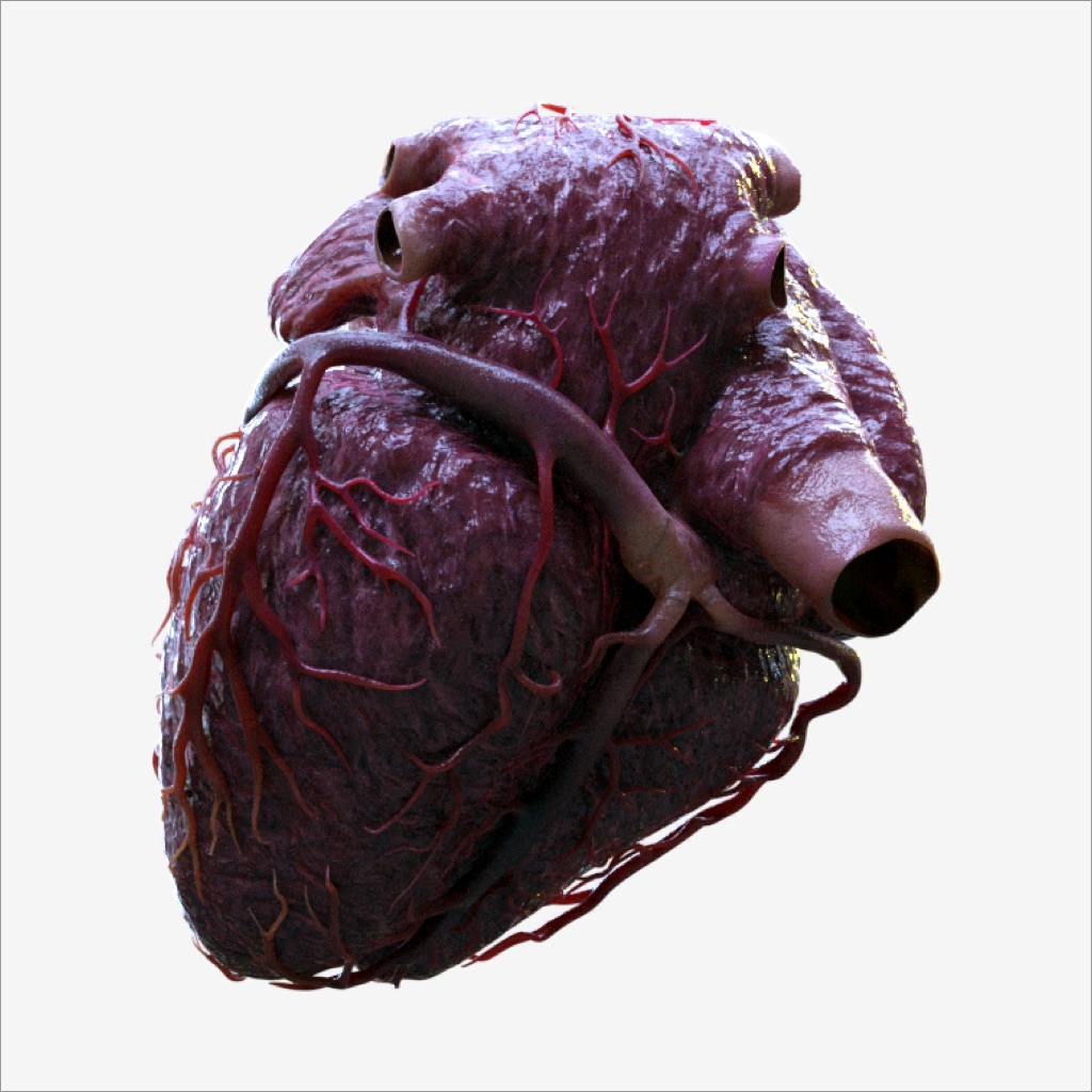 3D Heart Anatomy app icon
