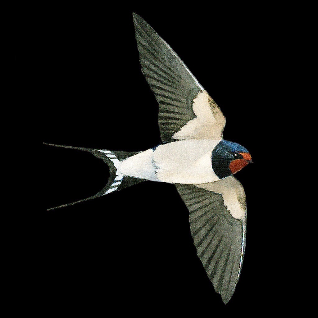 Collins Bird Guide app icon captured 2026-08-11