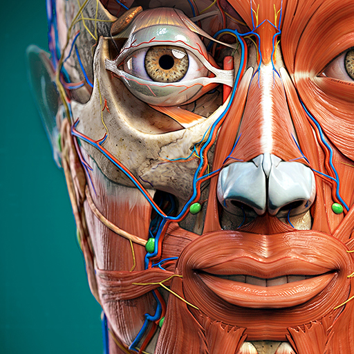 Anatomy Learning - Anatomia 3D Google Play icon captured 2026-08-16