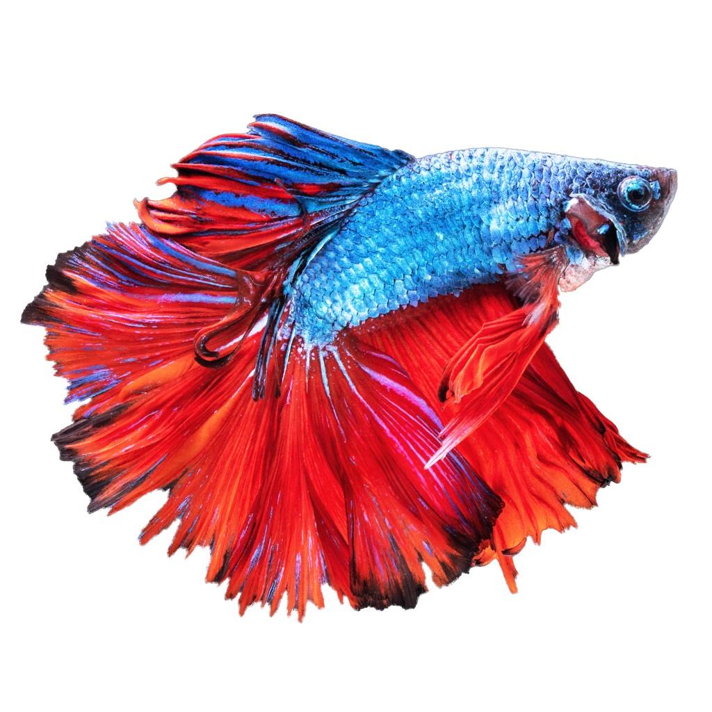 Betta Fish - Virtual Aquarium app icon captured 2026-08-12