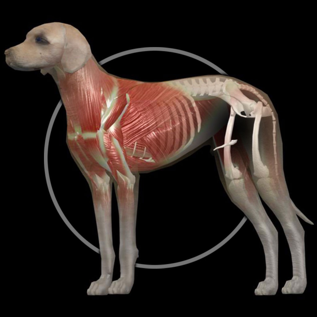 Dog Anatomy: Canine 3D app icon captured 2026-08-12