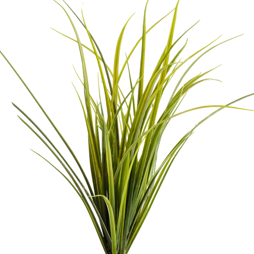 Montana Grasses Google Play icon captured 2026-08-12