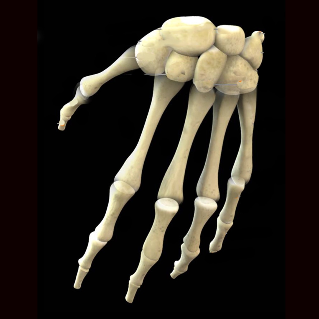 Human Anatomy Study Guide app icon captured 2026-08-12