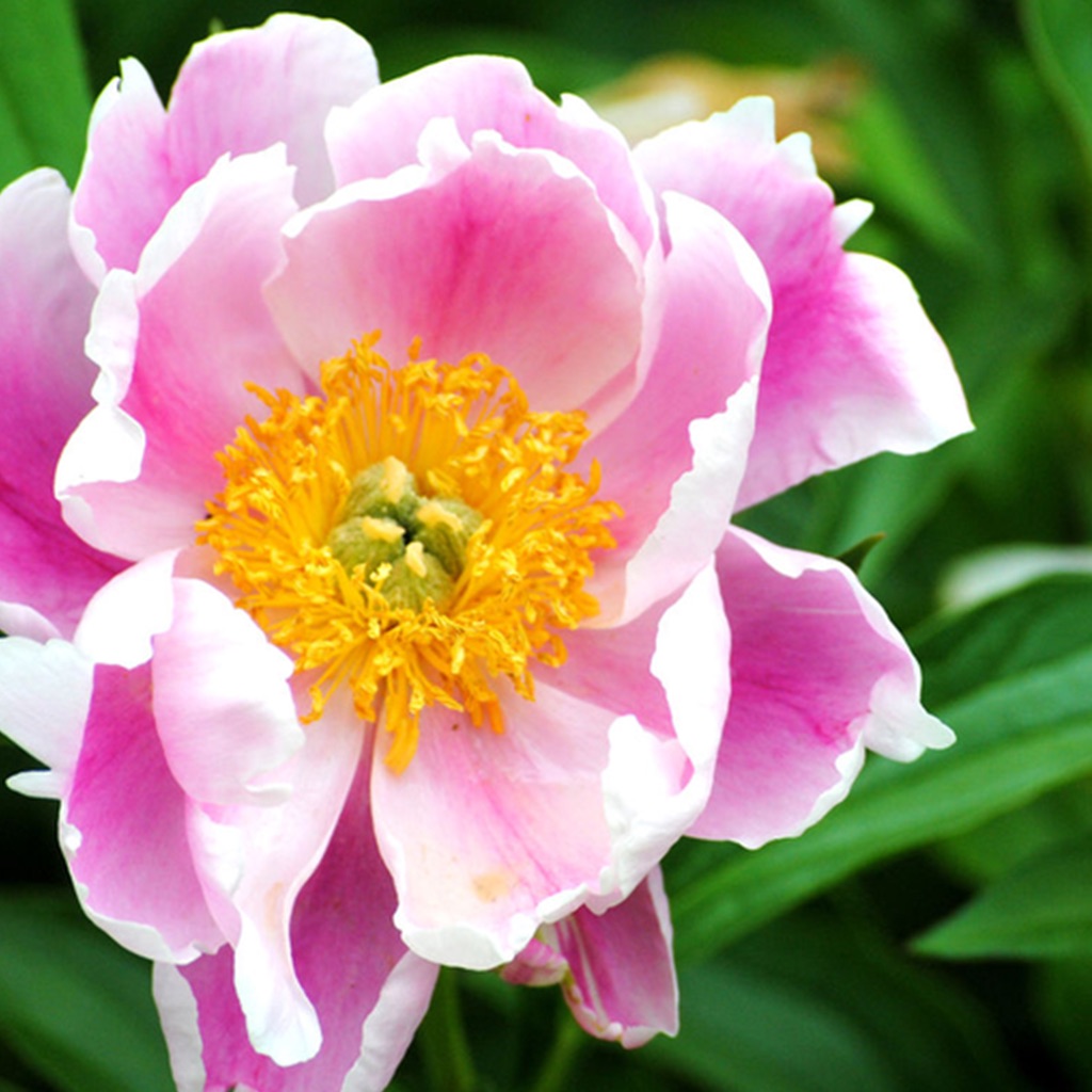Armitage’s Great Garden Plants app icon