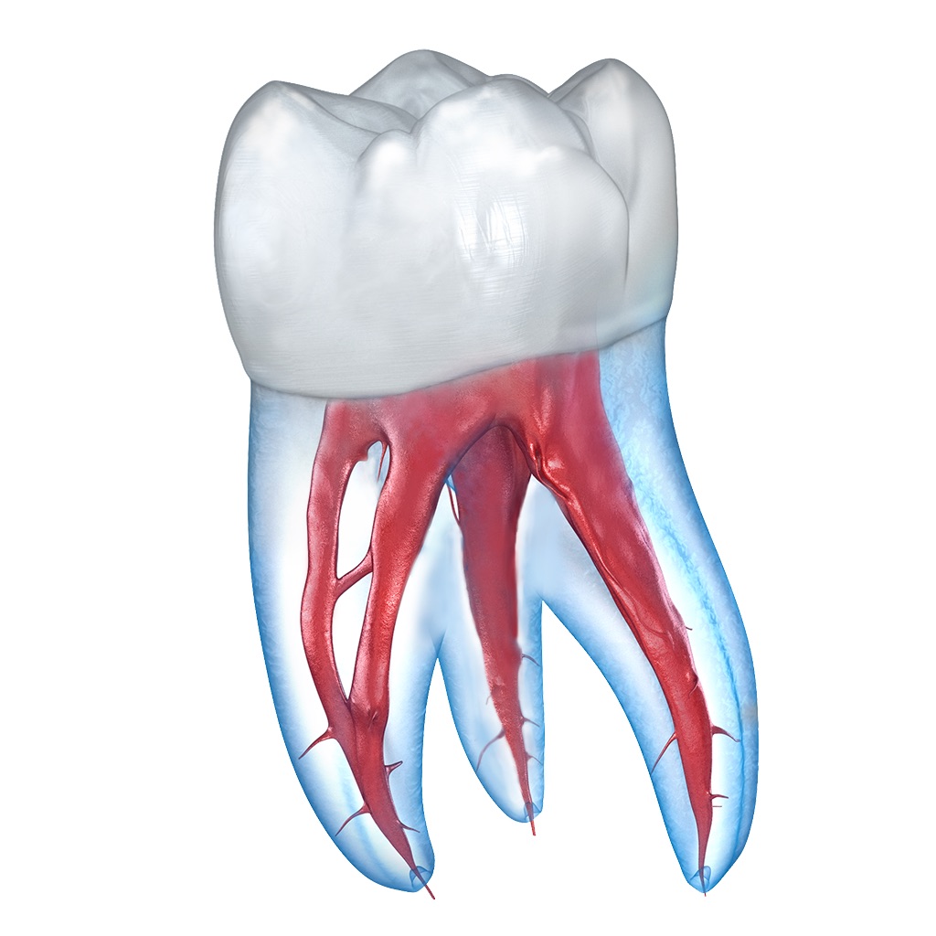Dental 3D Illustrations app icon captured 2026-08-12
