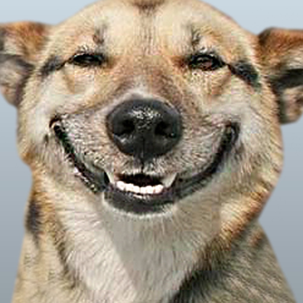 Funny Doge Animated Stickers app icon captured 2026-08-12