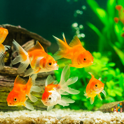 Fish On Screen 3D Wallpaper Google Play icon captured 2026-08-16