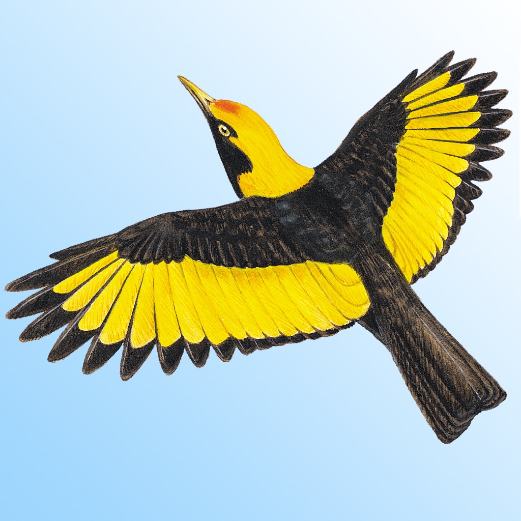 Morcombe & Stewart Guide app icon captured 2026-08-11