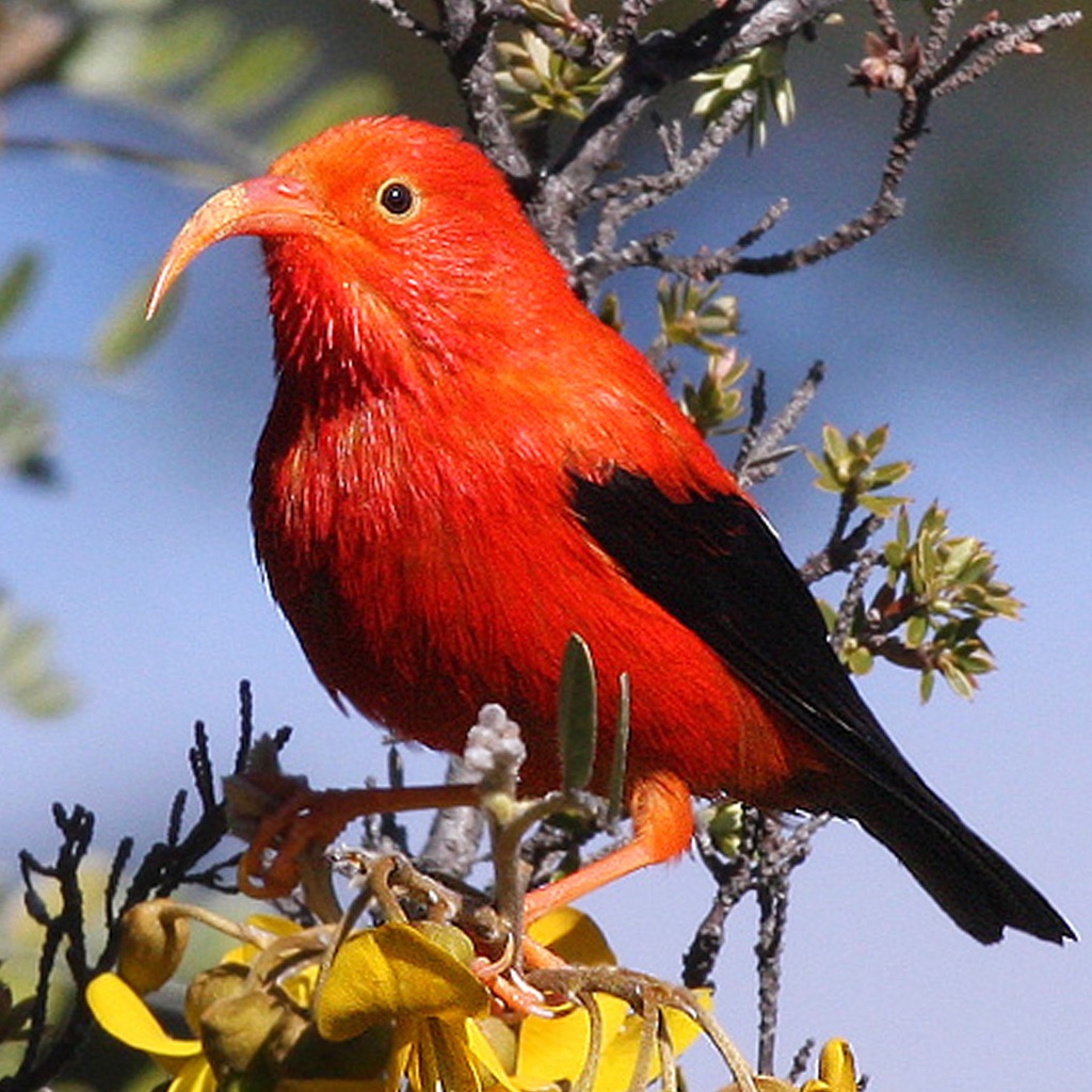 Bird ID Hawaii app icon captured 2026-08-11