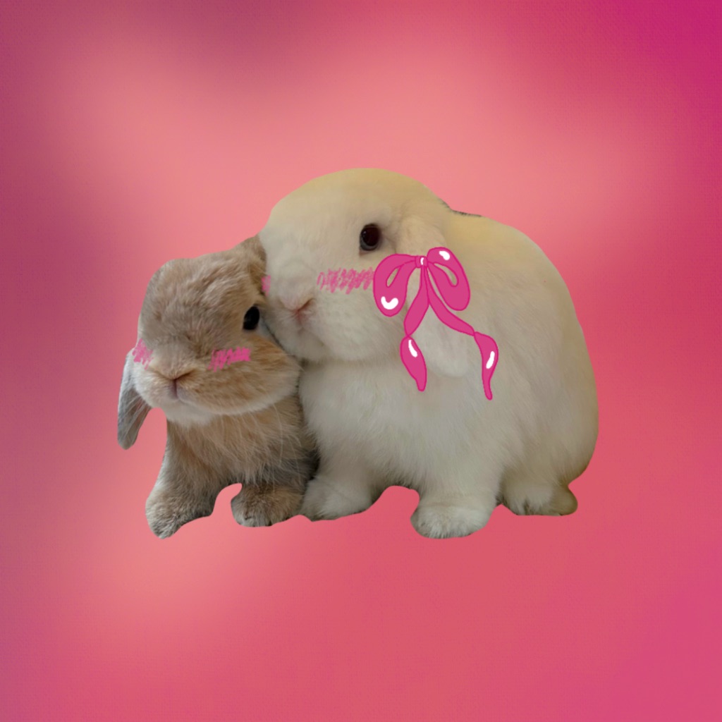 Cute Rabbit Meme app icon