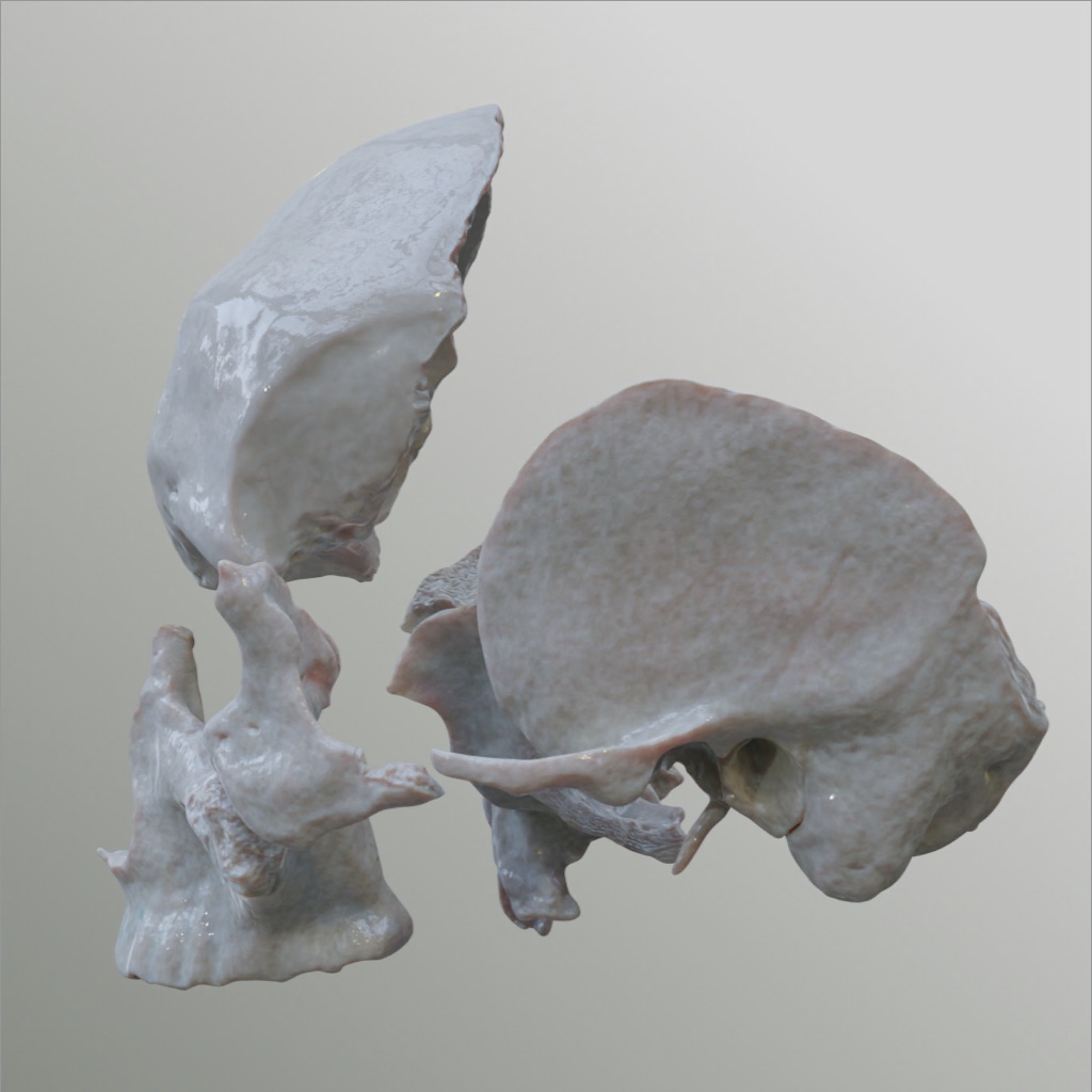3D Osteology app icon