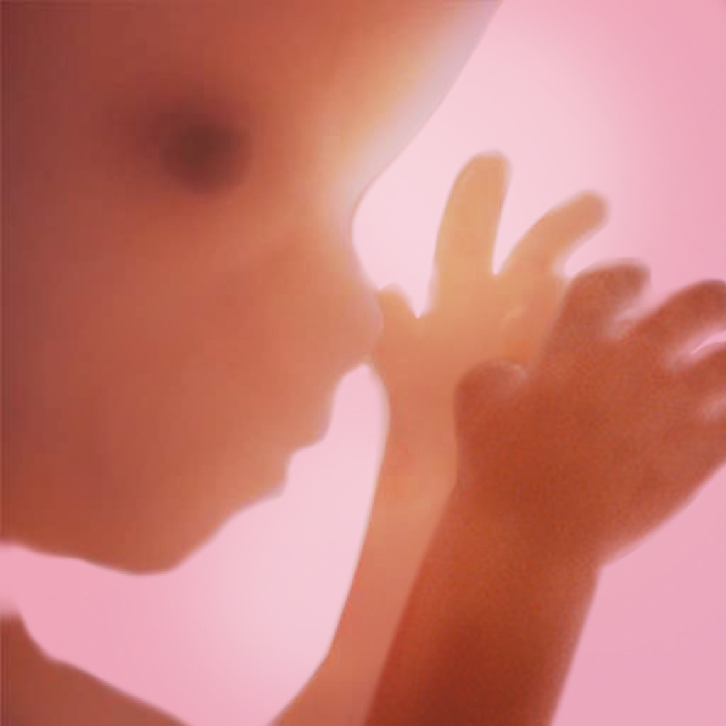 Pregnancy + | Tracker App app icon