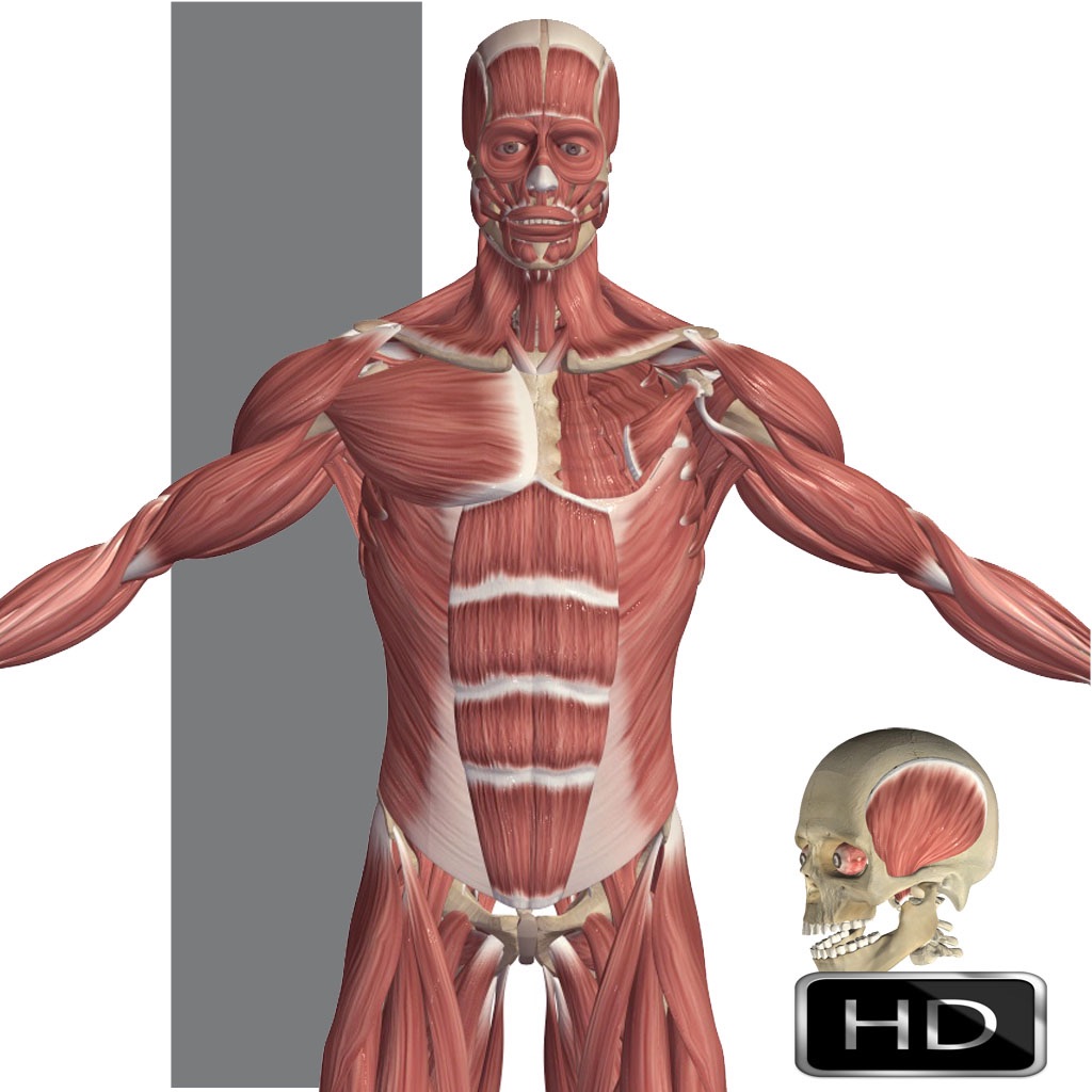 Visual Anatomy app icon captured 2026-08-11