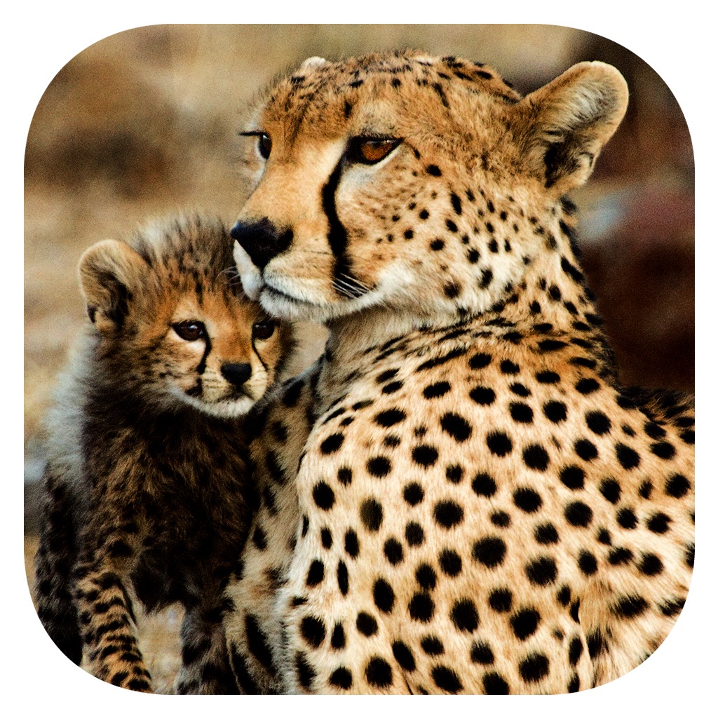 Stuarts’ African Mammals app icon captured 2026-08-11