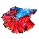 Betta Fish - Virtual Aquarium app icon