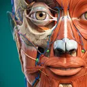 Anatomy Learning - 3D人体解剖図 JP icon week of 2026-08-17