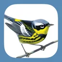 Sibley Birds 2nd Edition app icon