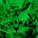 Virtual Night Vision app icon