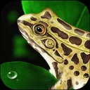 Frog Dissection app icon