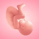 Pregnancy Tracker・App by Moms icon from 2026-08-13
